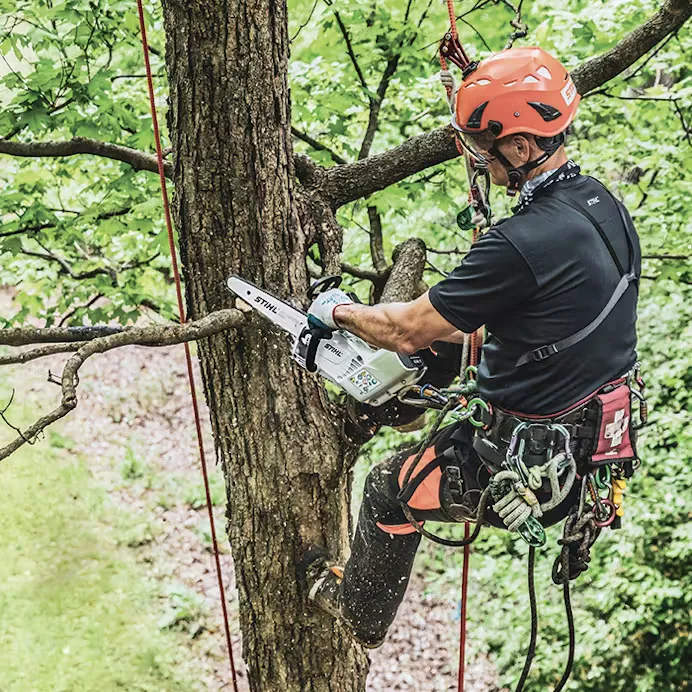 Stihl | MSA 161 T Battery-Powered Chainsaw | 12" bar w/ AP 200 battery & AL 301 charger (MSA161T-AP200-AL301-COMBO)