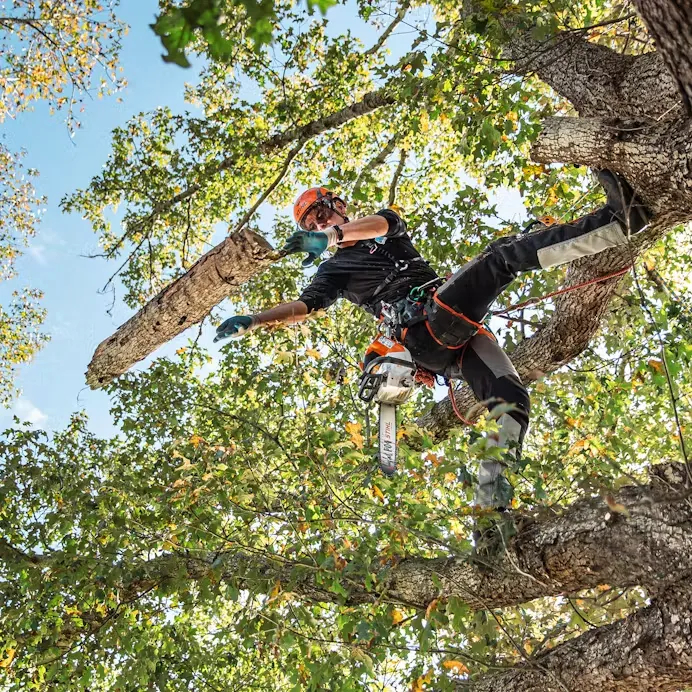 Stihl | MSA 220 TC-O Battery-Powered Chainsaw | 14" bar w/ AP 300 S battery & AL 301 charger (MSA220T4-AP300S-AL301-COMBO)